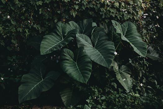 Jak Vybrat Rostliny pro Zdravé a Krásné Zahradní Jezírko