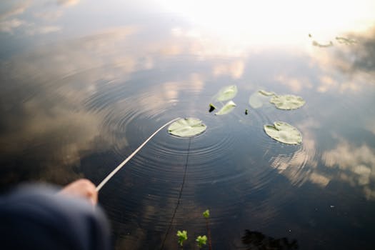 Jak Lekníny Zlepšují Jezírka: Typy a Péče o Tyto Rostliny