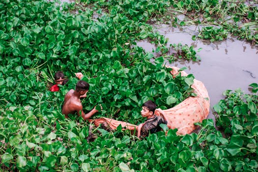 Jak účinně chránit vodní rostliny v jezírku před škůdci