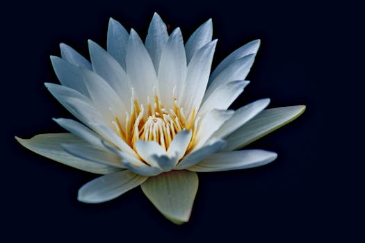 Harmonie Rostlin v Jezírku: Tipy pro Krásnou a Zdravou Zahradu