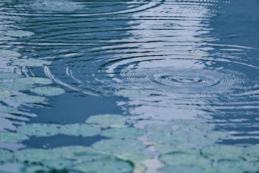 Jak efektivně bojovat s chorobami a škůdci vodních rostlin