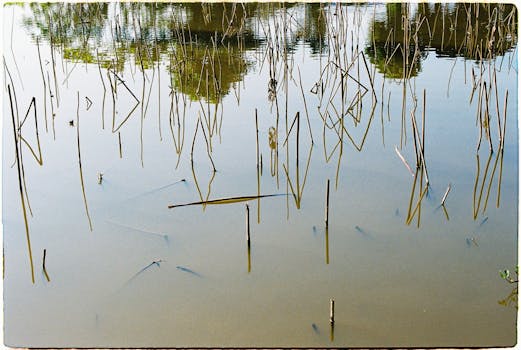 Přesazování a Prořezávání Vodních Rostlin: Kompletní Průvodce
