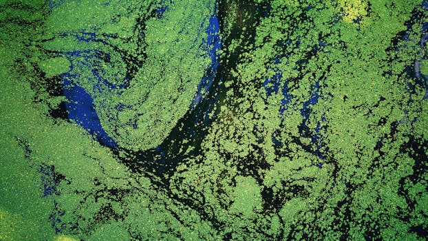 Jak efektivně bojovat s řasami ve vašem zahradním jezírku