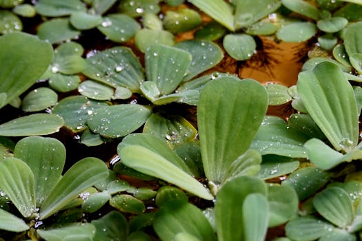 Jak Vodní Rostliny Chrání a Ozdobí Vaše Jezírko