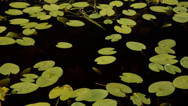 Jak Vodní Rostliny Podporují Zdraví a Krásu Jezírek
