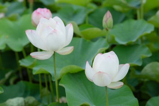 Přeprava Vodních Rostlin: Tipů pro Bezpečný Transport do Jezírka