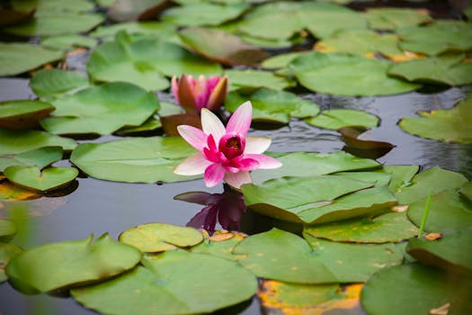 Jak vodní rostliny regulují teplotu v jezírku?