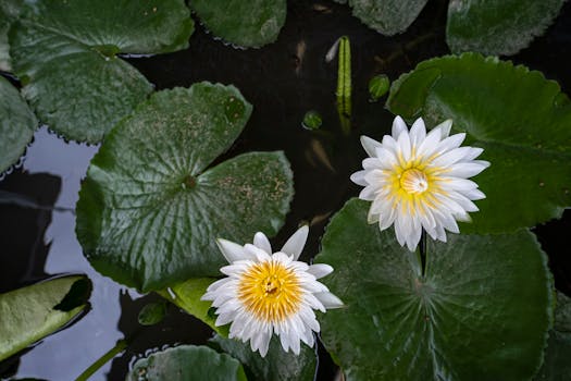 Jak zachránit vodní rostliny v jezírku před nemocemi?
