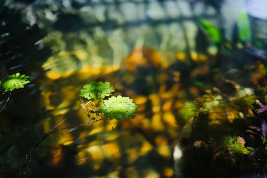 Světlo a Růst Vodních Rostlin: Jak Optimalizovat Jezírko?