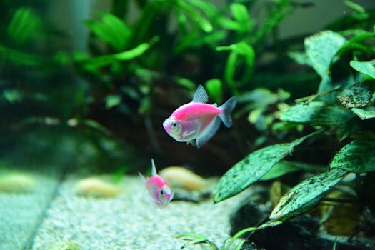 Jak udržet vodní rostliny zdravé během letních veder (max 90 znaků)