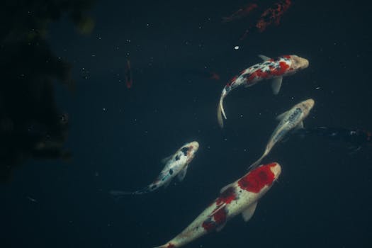 Jak Udržet Čistou Vodu ve Vašem Zahradním Jezírku