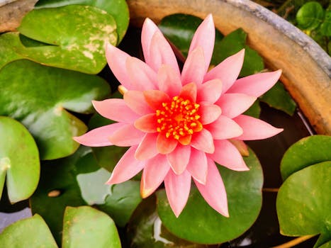 Optimalizujte zahradní jezírko: Rady pro zdravé vodní rostliny