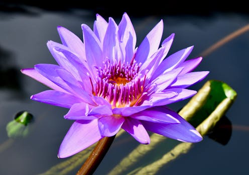 Transformujte zahradu s lekníny: Kompletní průvodce pro jezírko