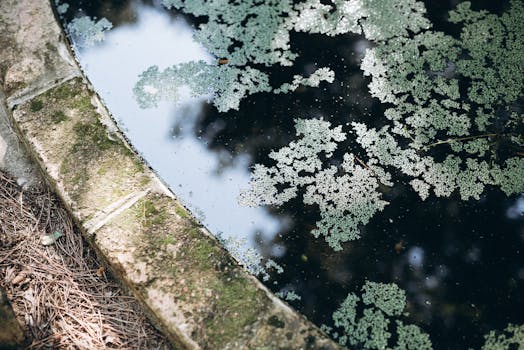 Jak efektivně řešit nadměrný růst řas v zahradním jezírku