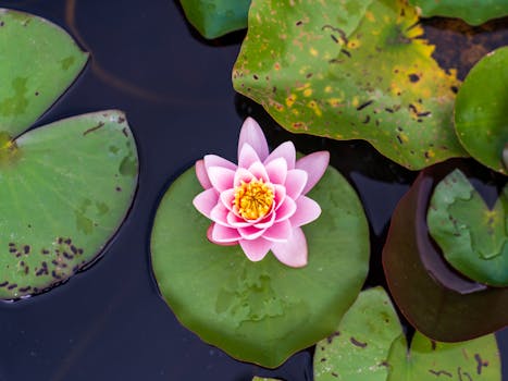 Jak řešit běžné problémy s vodními rostlinami v jezírku?