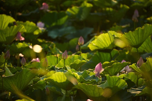 Výběr rostlin do jezírka: Přizpůsobte se světlu ve vaší zahradě