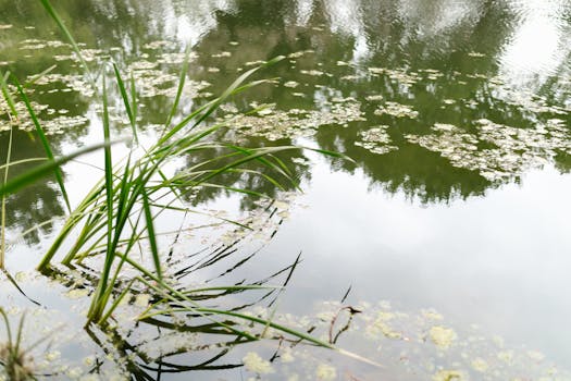 Jak ochránit vodní rostliny před škůdci: Účinné metody