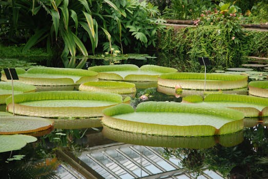 Optimalizace zahradního jezírka: Výběr a péče o vodní rostliny