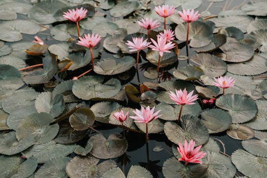 Top Rostliny pro Jezírko: Estetika, Ekologie & Údržba